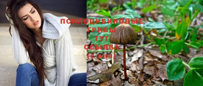 закладки  Канаш  Галлюциногенные грибы Cubensis 